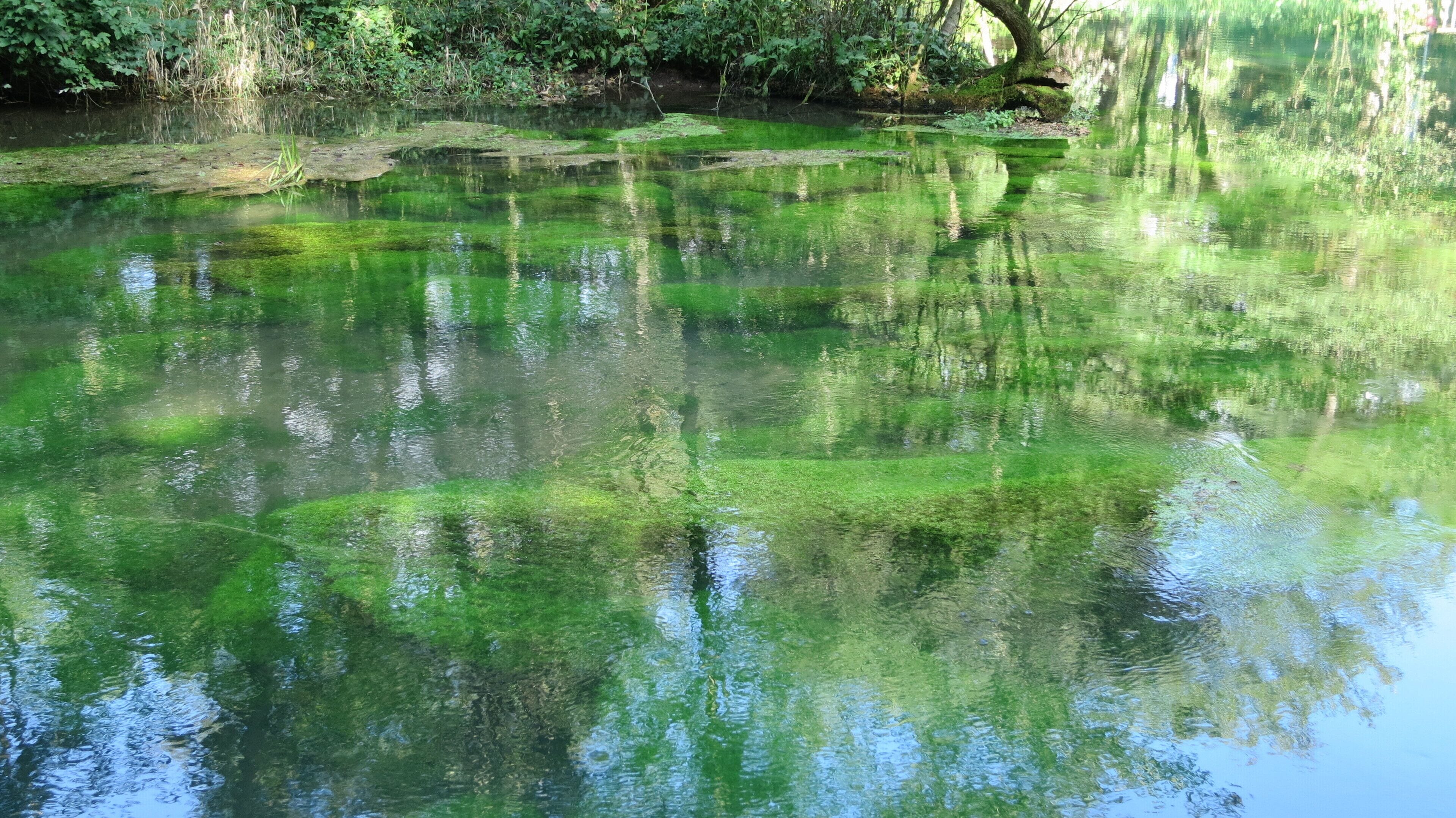Wasserpflanzenbewuchs am Rand des Rhumequelltopfs, Pöhlde-Rhumasprung, Herzberg am Harz, Niedersachsen