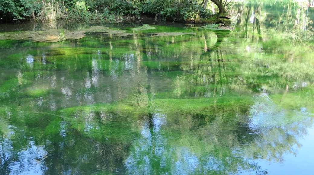 Wasserpflanzenbewuchs am Rand des Rhumequelltopfs, Pöhlde-Rhumasprung, Herzberg am Harz, Niedersachsen