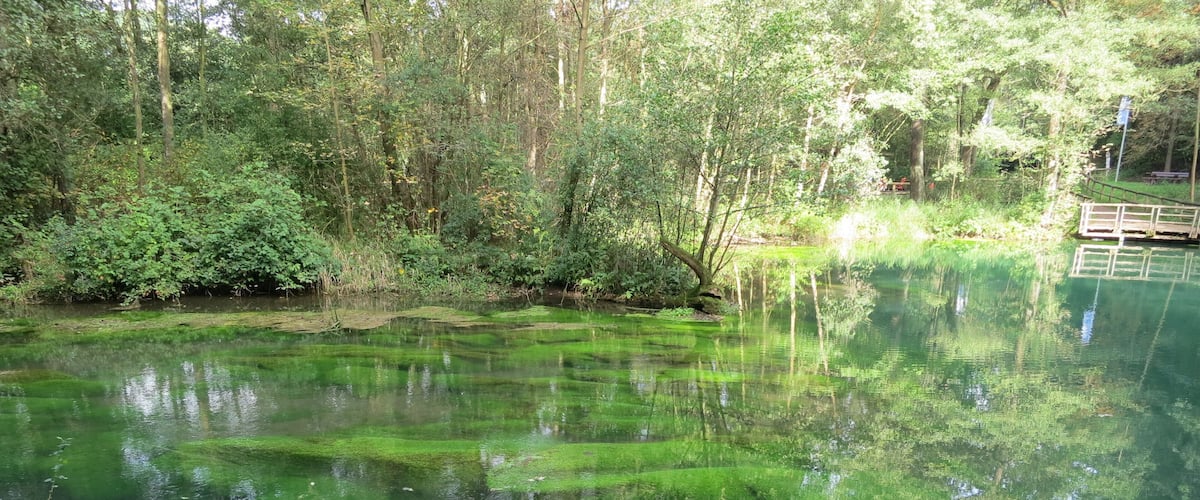Wasserpflanzenbewuchs am Rand des Rhumequelltopfs, Pöhlde-Rhumasprung, Herzberg am Harz, Niedersachsen