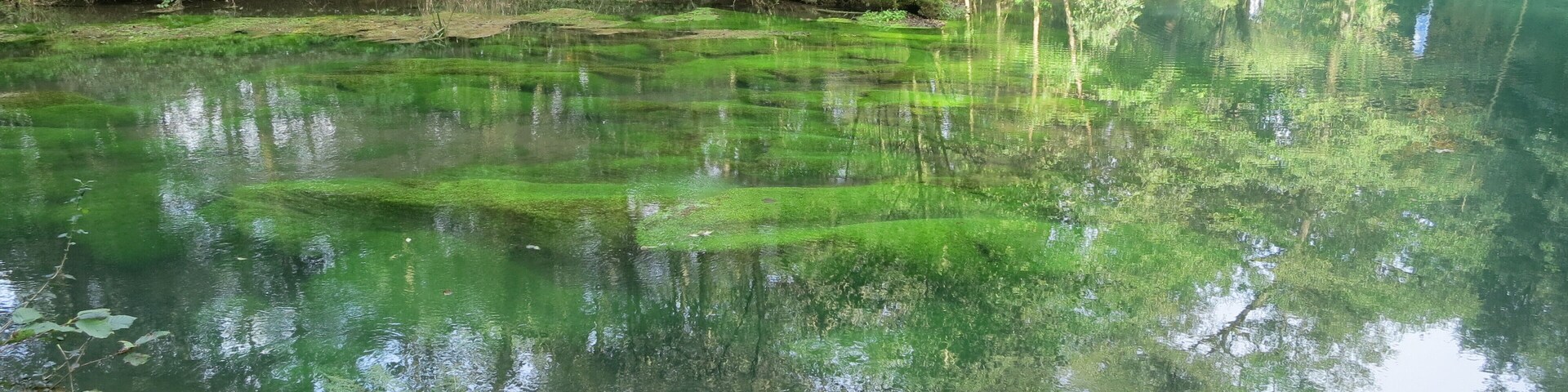 Wasserpflanzenbewuchs am Rand des Rhumequelltopfs, Pöhlde-Rhumasprung, Herzberg am Harz, Niedersachsen