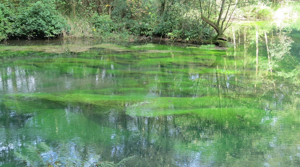 Wasserpflanzenbewuchs am Rand des Rhumequelltopfs, Pöhlde-Rhumasprung, Herzberg am Harz, Niedersachsen
