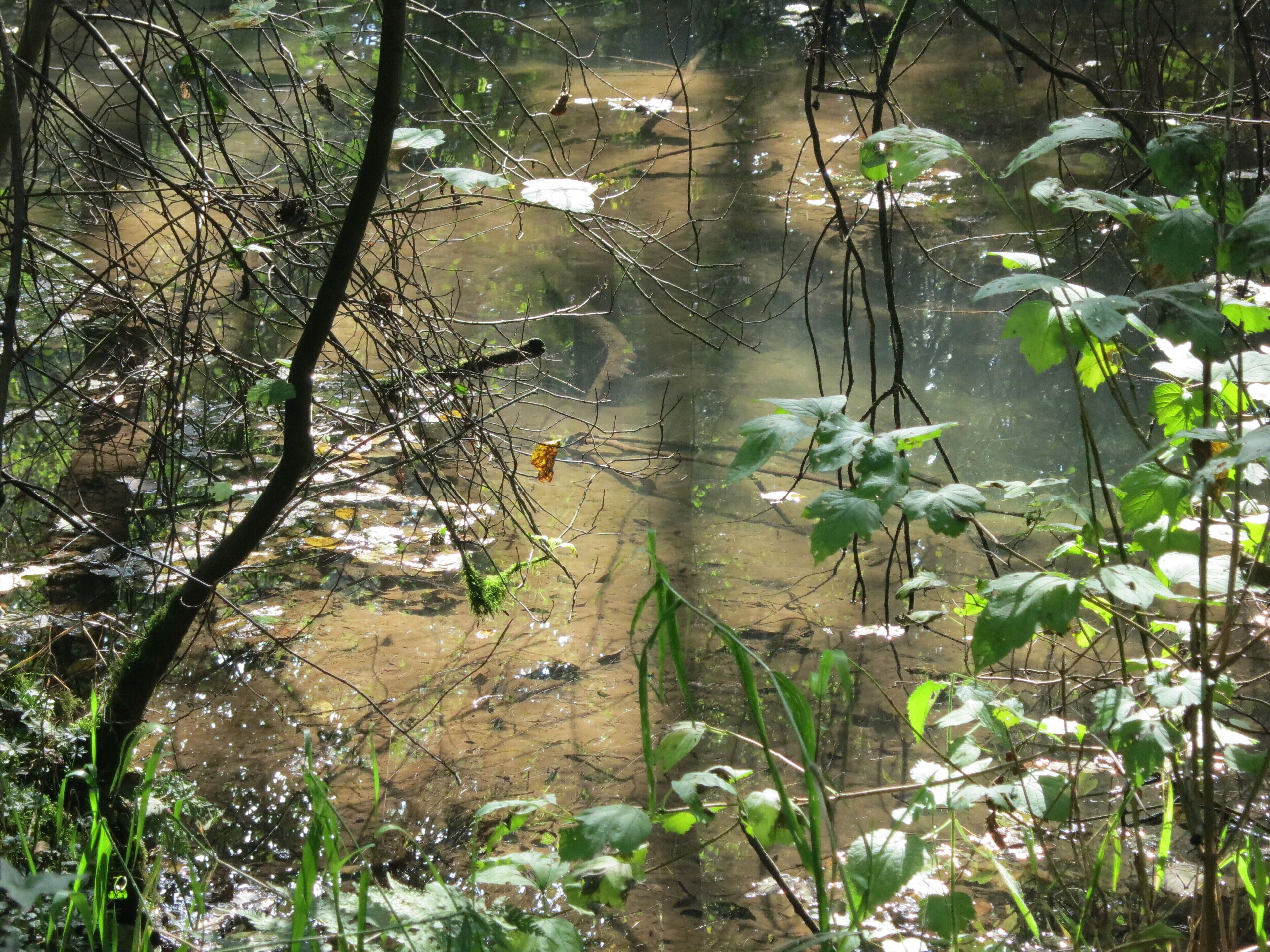 Nebenquellen des Rhumequelltopfs, Pöhlde-Rhumasprung, Herzberg am Harz, Niedersachsen