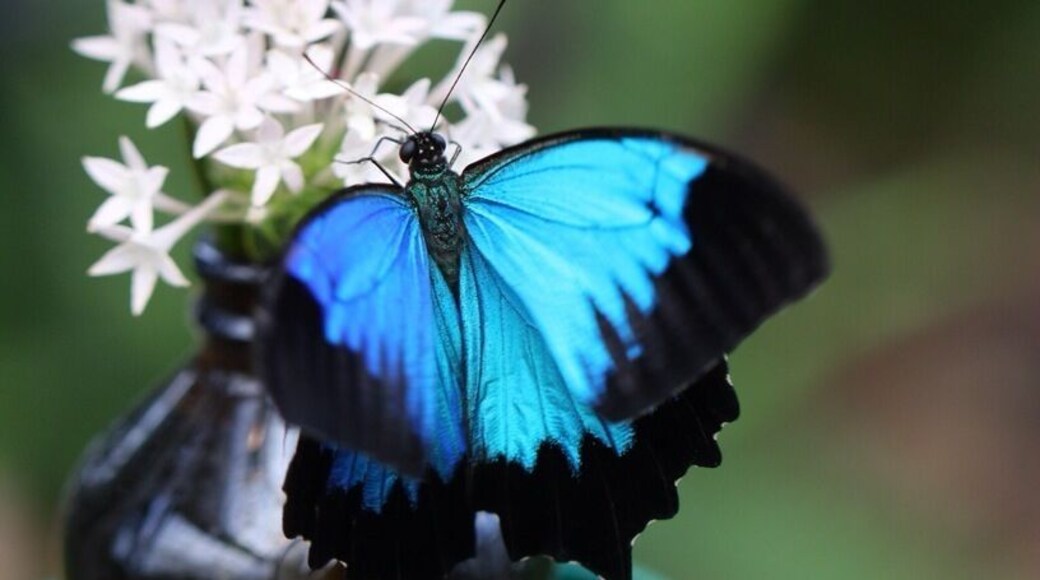 The Coffs Harbour Butterfly House is a place worth stopping if you love nature, have kids and or just love butterflies. It is a bit pricey for admission, but as a photographer I was happy to pay the price, especially after capturing this Ulysses butterfly.