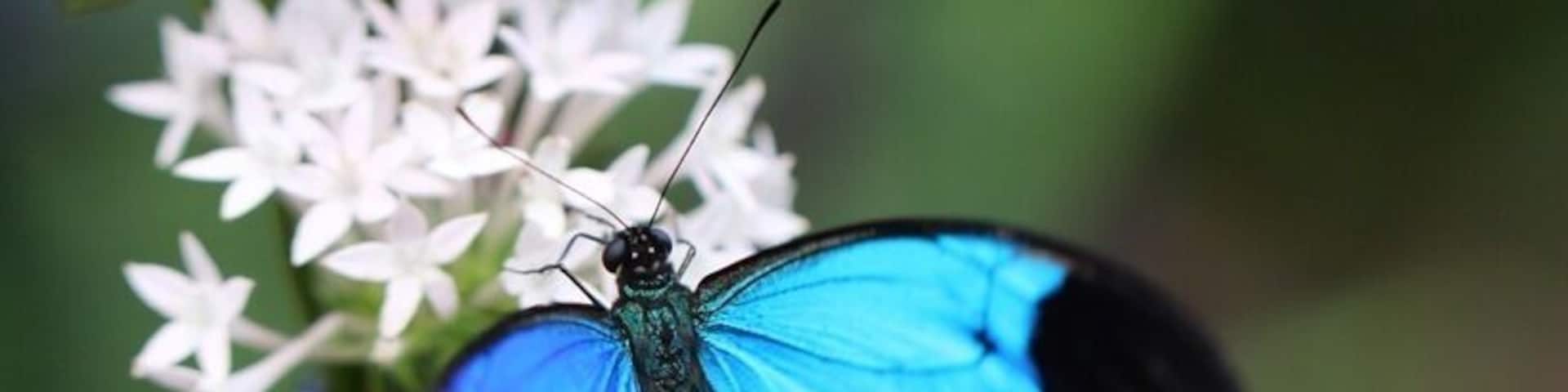 The Coffs Harbour Butterfly House is a place worth stopping if you love nature, have kids and or just love butterflies. It is a bit pricey for admission, but as a photographer I was happy to pay the price, especially after capturing this Ulysses butterfly.
