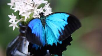 The Coffs Harbour Butterfly House is a place worth stopping if you love nature, have kids and or just love butterflies. It is a bit pricey for admission, but as a photographer I was happy to pay the price, especially after capturing this Ulysses butterfly.