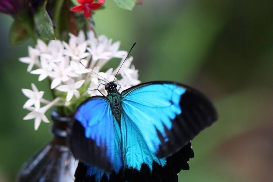 A blue butterfly on a green vase with pink and white flowers.