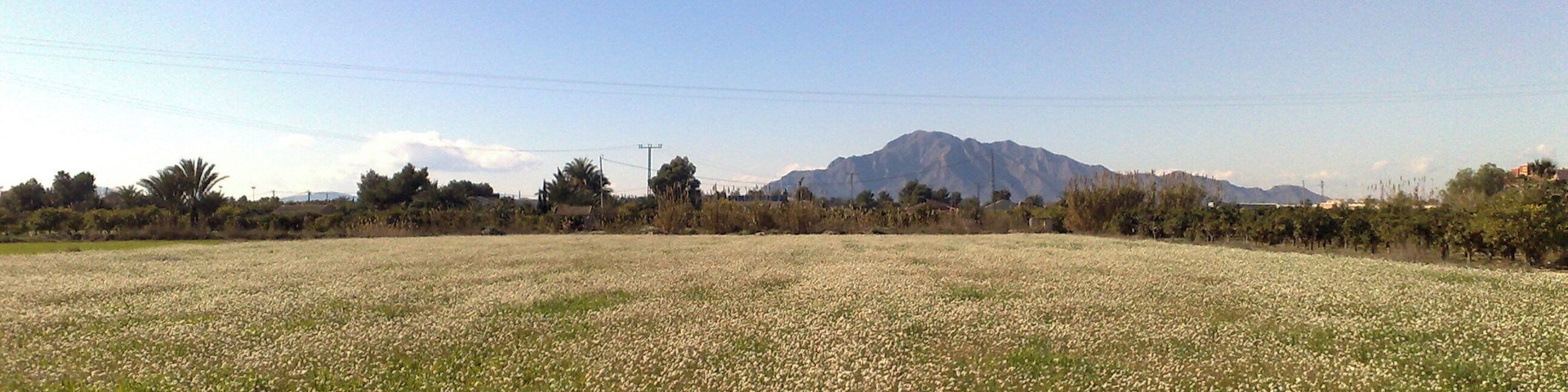 Catral, vista hacía Callosa de Segura