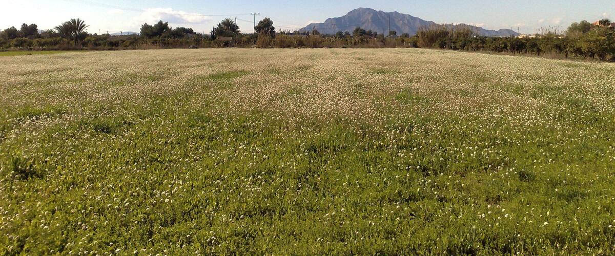 A field with wildflowers and a mountain in the background.