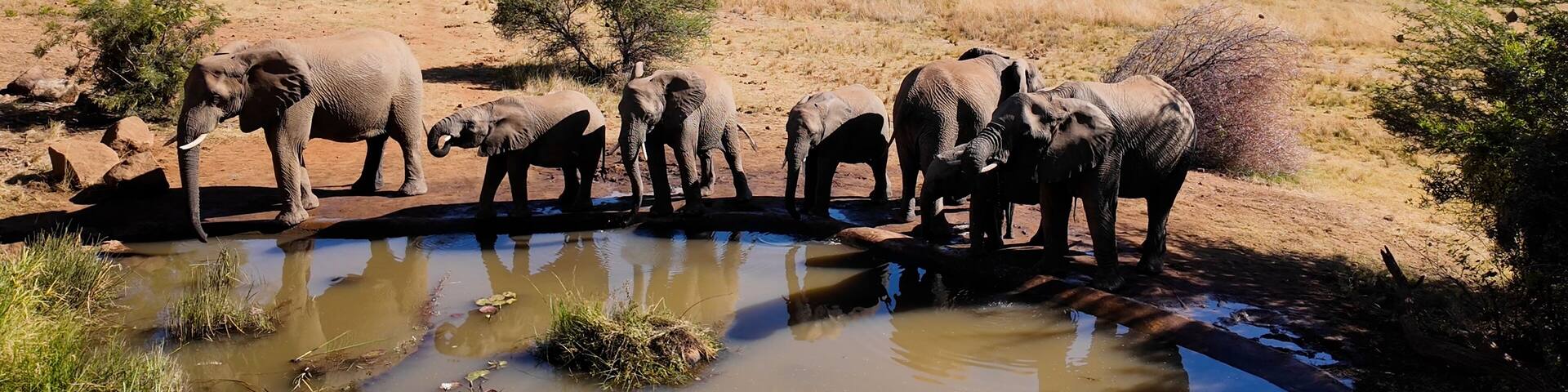 Wild Elephants At Pilanesberg National Park In North West South Africa. African Animals Landscape. Pilanesberg National Park. Pilanesberg National Park At North West South Africa. Big Five Animals.