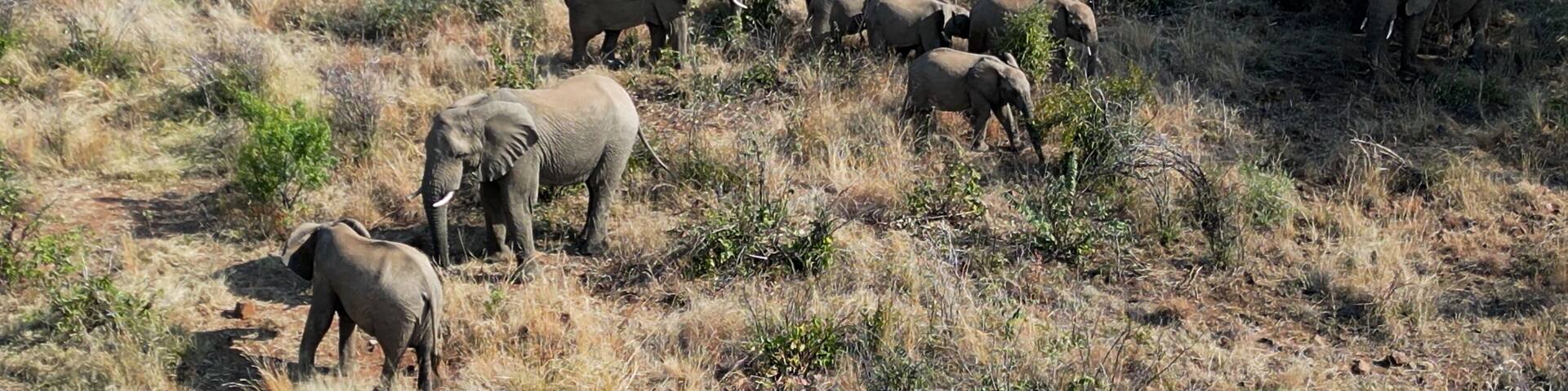 Wild Elephants At Rustenburg In North West South Africa. African Animals Landscape. Pilanesberg National Park. Rustenburg At North West South Africa. Big Five Animals. Wildlife Safari.