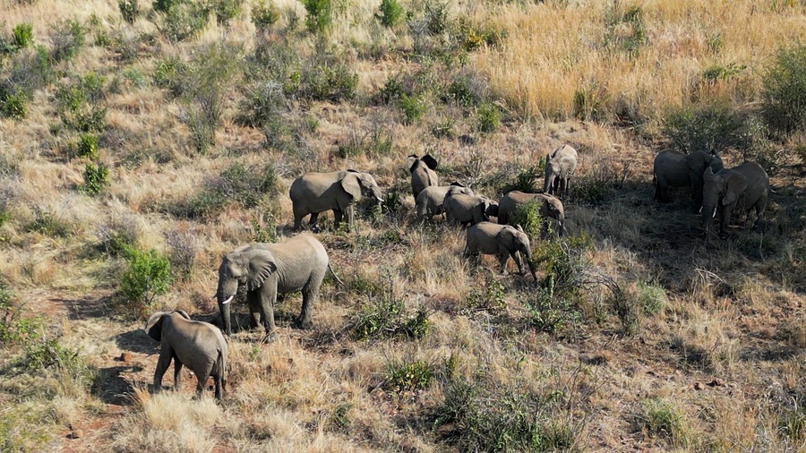 Wild Elephants At Rustenburg In North West South Africa. African Animals Landscape. Pilanesberg National Park. Rustenburg At North West South Africa. Big Five Animals. Wildlife Safari.