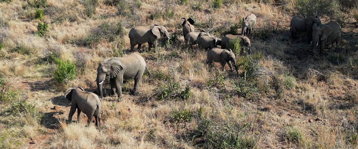 A herd of elephants in a dry grassland with sparse vegetation.