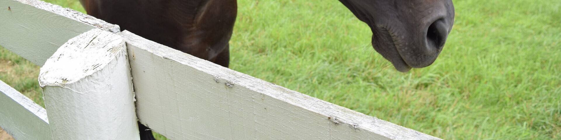 A beautiful farm with acres of land and beautiful horses off of 83S right past the Maryland Line. It's a beautiful place to pull off and spend a quiet moment looking off across the acres. There was a friendly horse that came up to me while I was taking photos. Definitely worth a stop if you're driving down 83!