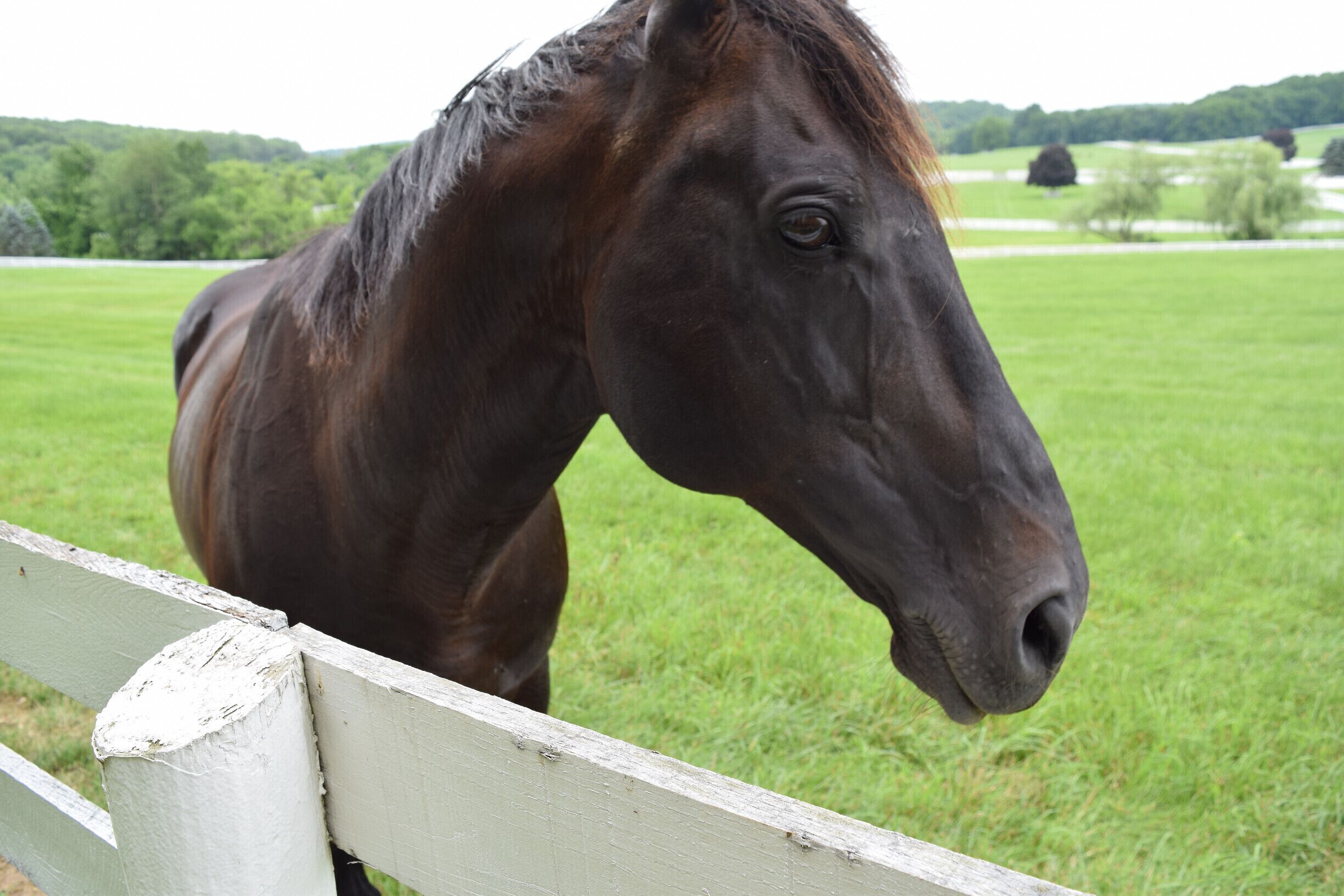 A dark brown horse standing behind a white wooden fence in a grassy field with trees in the background.