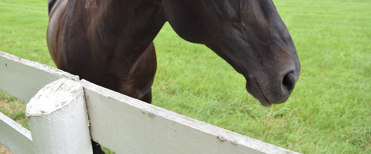 A dark brown horse standing behind a white wooden fence in a grassy field with trees in the background.