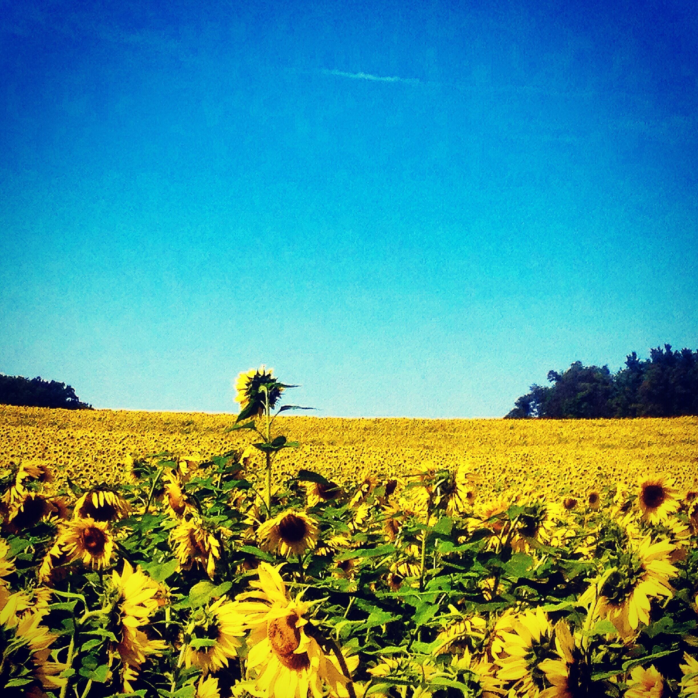 This quiet town has roaring fields of yellow sunflowers.  They are only seen at a peak time in September, but you don't want to miss this!