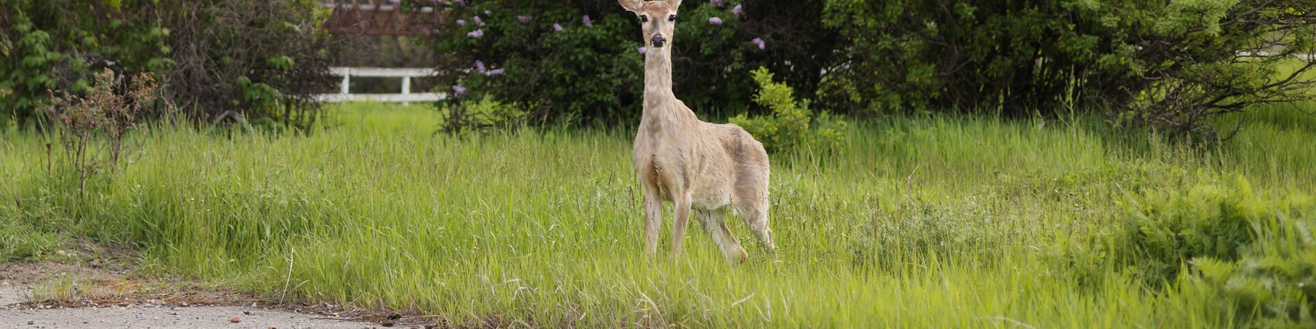 Thin, malnourished mule deer stands by old wild fire zone