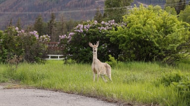 Thin, malnourished mule deer stands by old wild fire zone