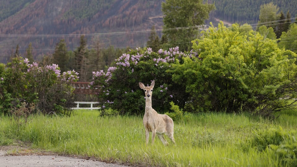 A deer standing in a grassy field with mountains in the background.