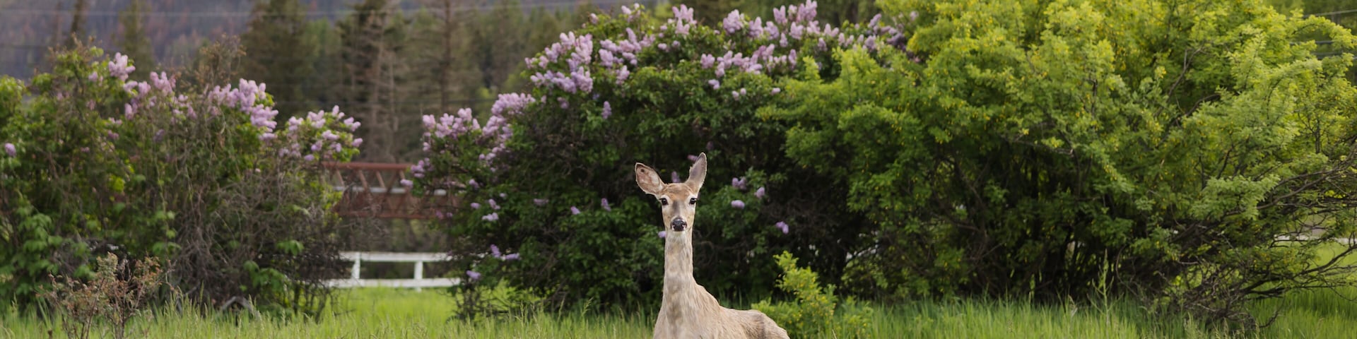 Thin, malnourished mule deer stands by old wild fire zone