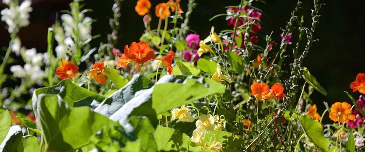 Alaska Botanical Garden que incluye flores