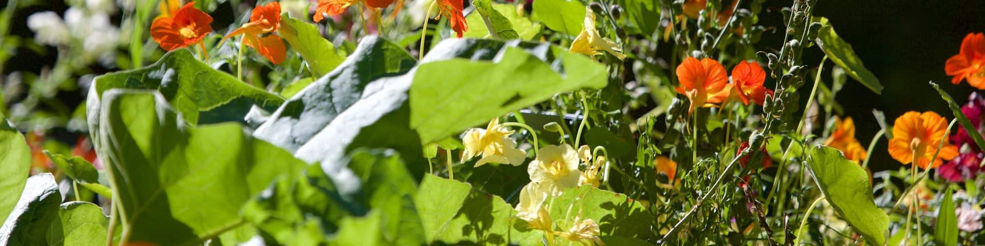 A garden with various flowers including orange, pink, and yellow blooms.