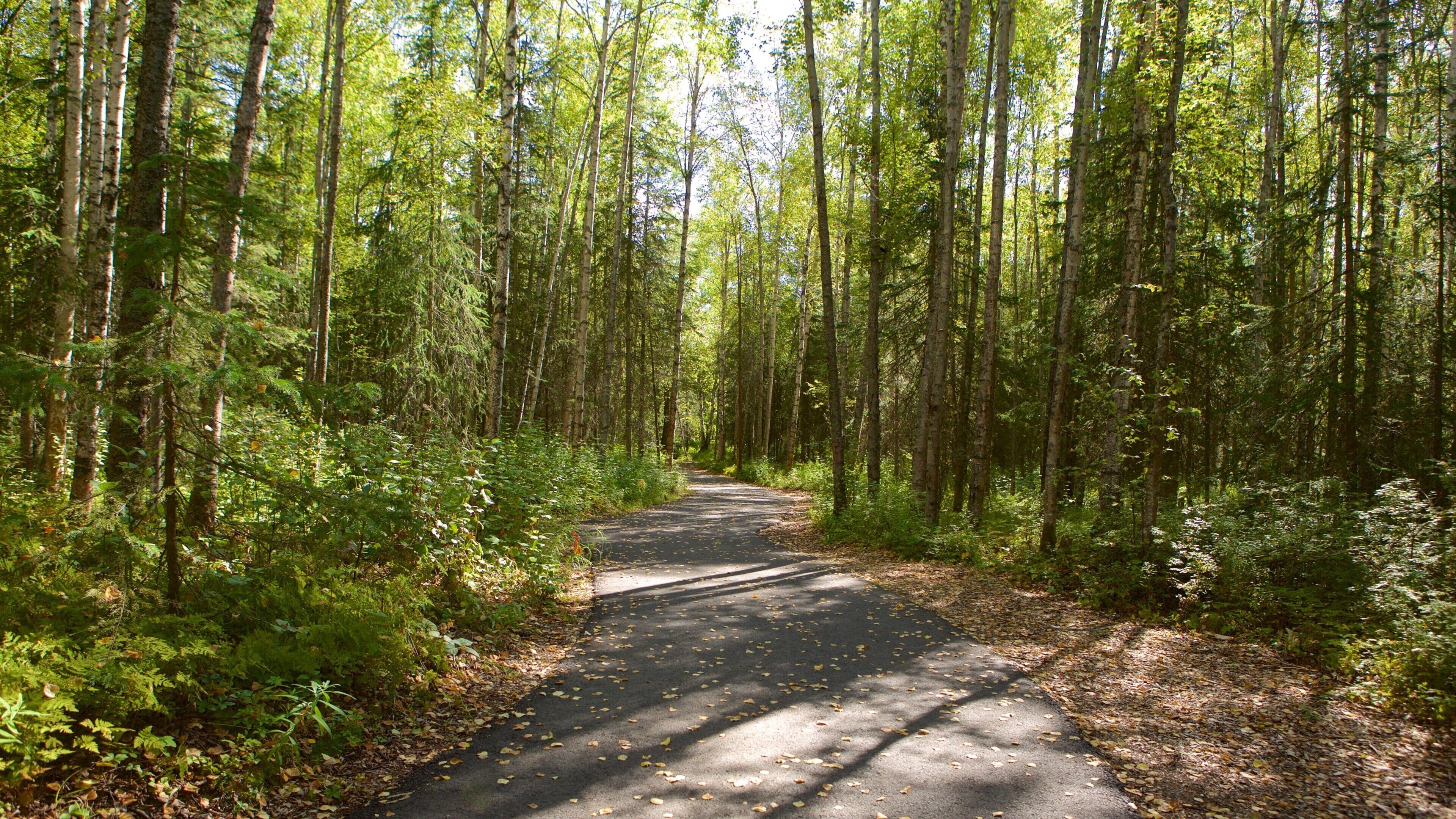 알래스카 식물원 을 특징 숲 풍경