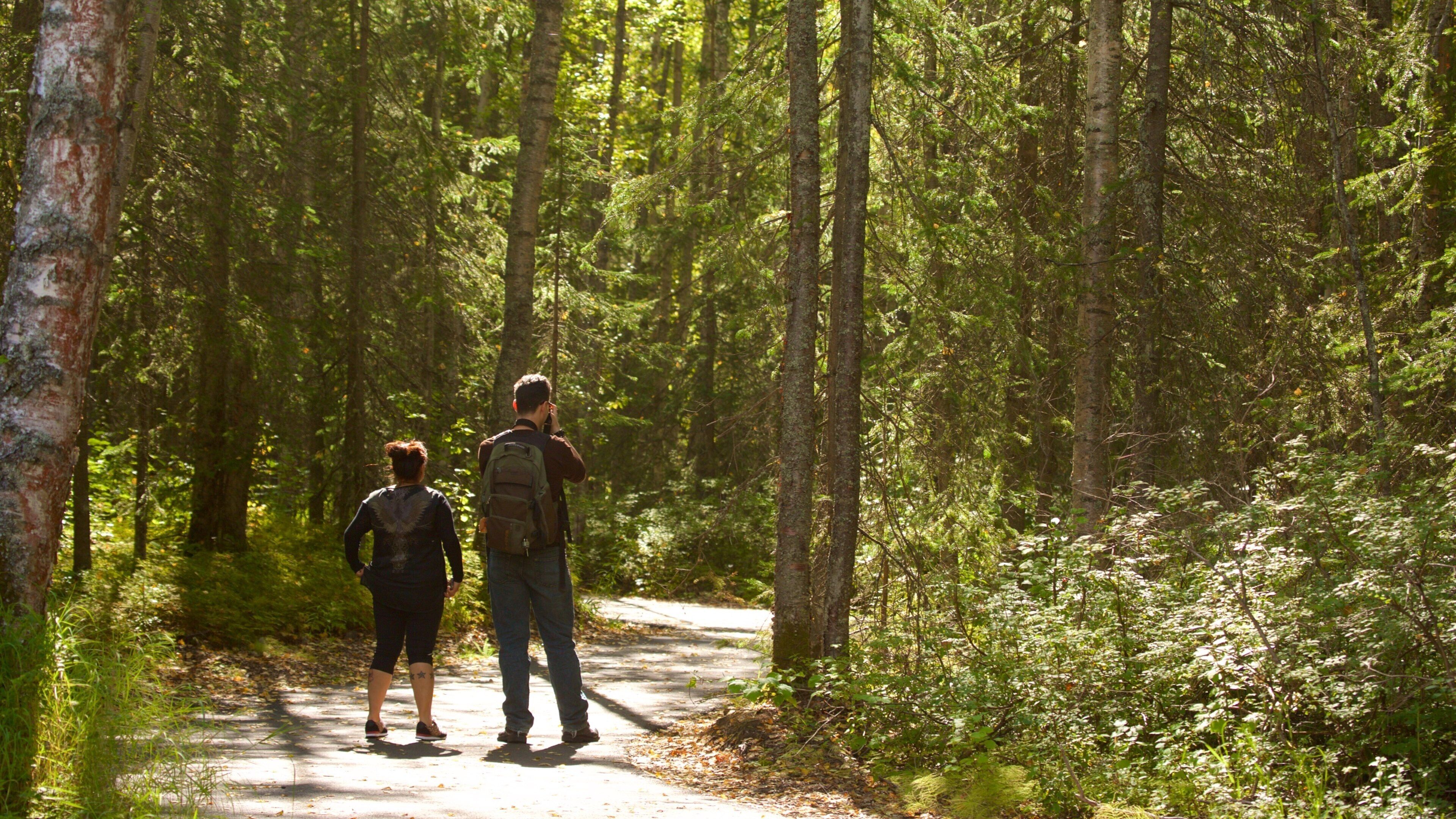 Alaska Botanical Garden showing forest scenes and hiking or walking