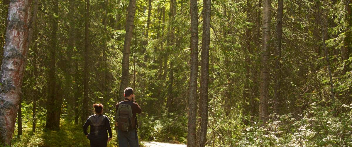 Alaska Botanical Garden which includes hiking or walking and forest scenes