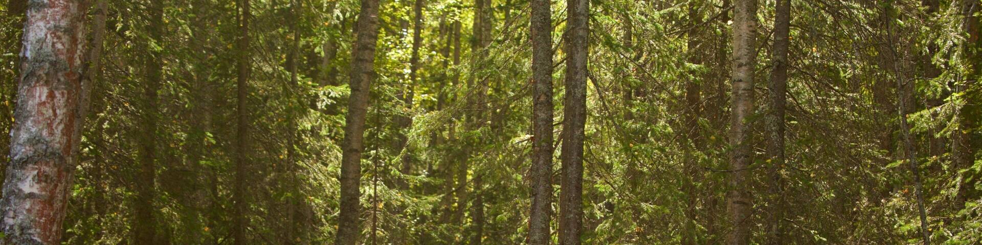 Alaska Botanical Garden showing forest scenes and hiking or walking