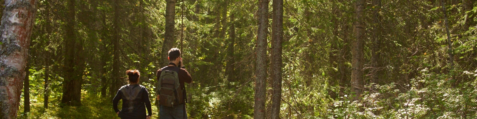 Alaska Botanical Garden showing forest scenes and hiking or walking