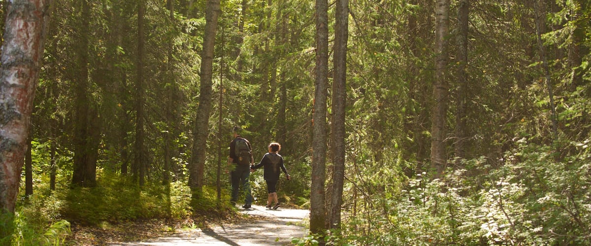 Alaska Botanical Garden showing forest scenes