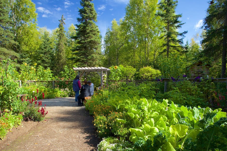 Un camí al jardí amb vegetació abundant i una pèrgola de fusta.