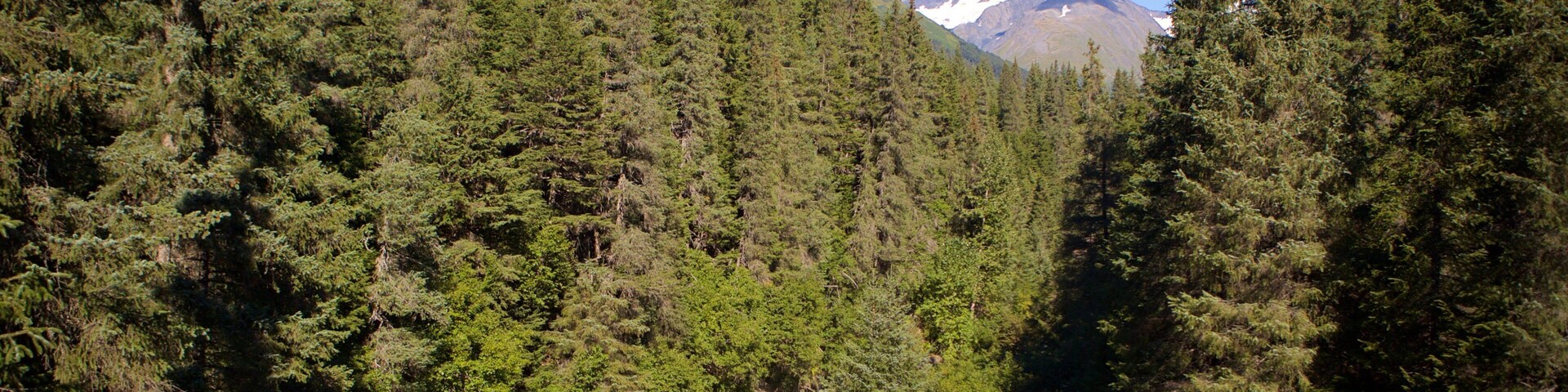 Anchorage que incluye imágenes de bosques y un río o arroyo