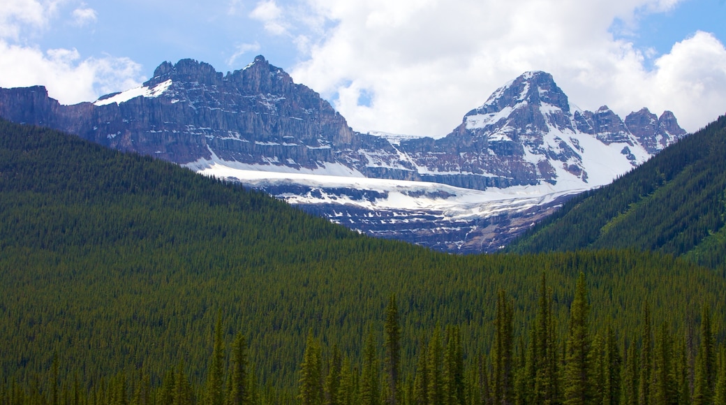 Columbia Icefield featuring snow, landscape views and mountains