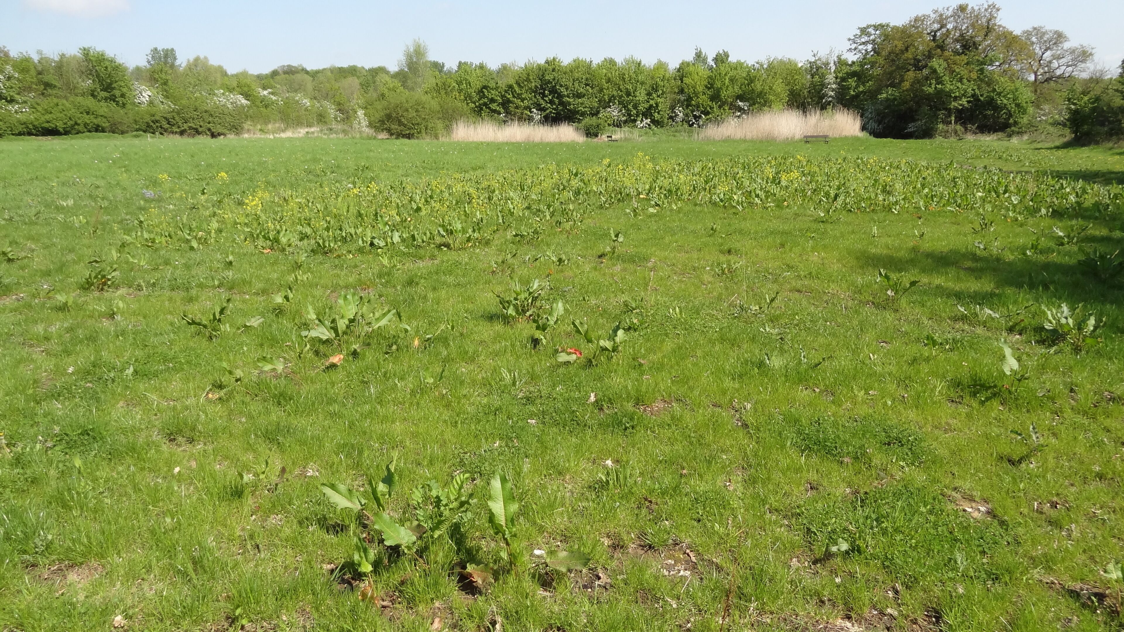 Jubilee Wood, nature reserve in Malden Rushett, London