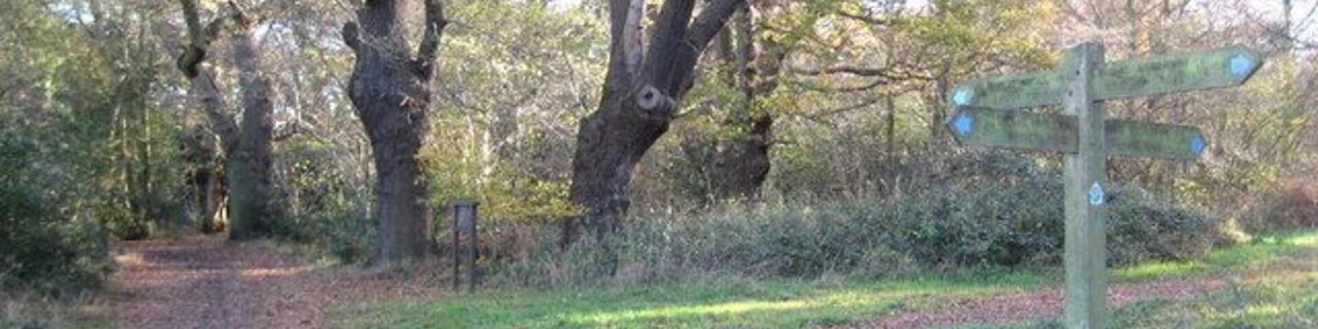 Un sendero en el bosque con un indicador de madera.