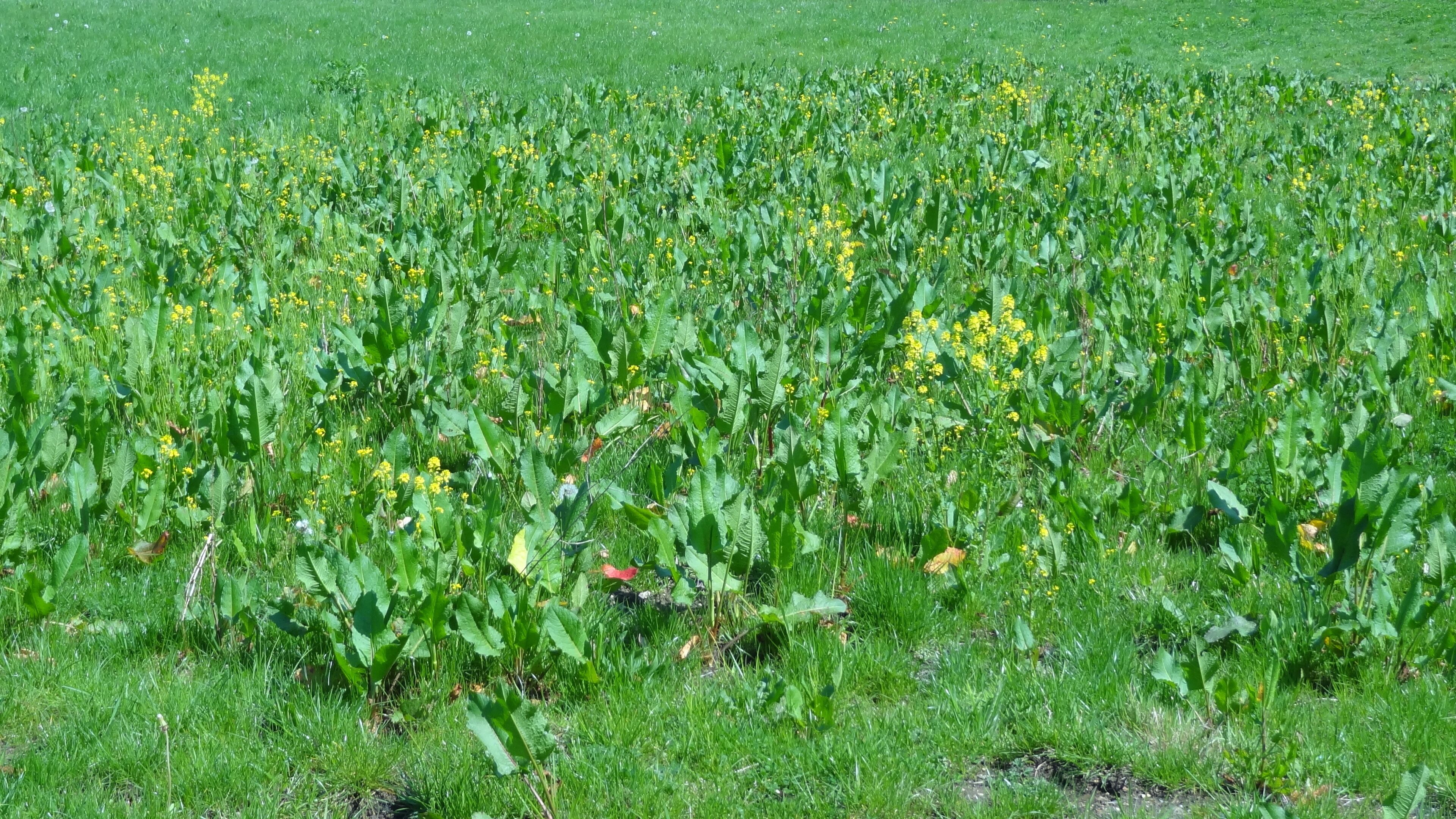 Jubilee Wood, nature reserve in Malden Rushett, London