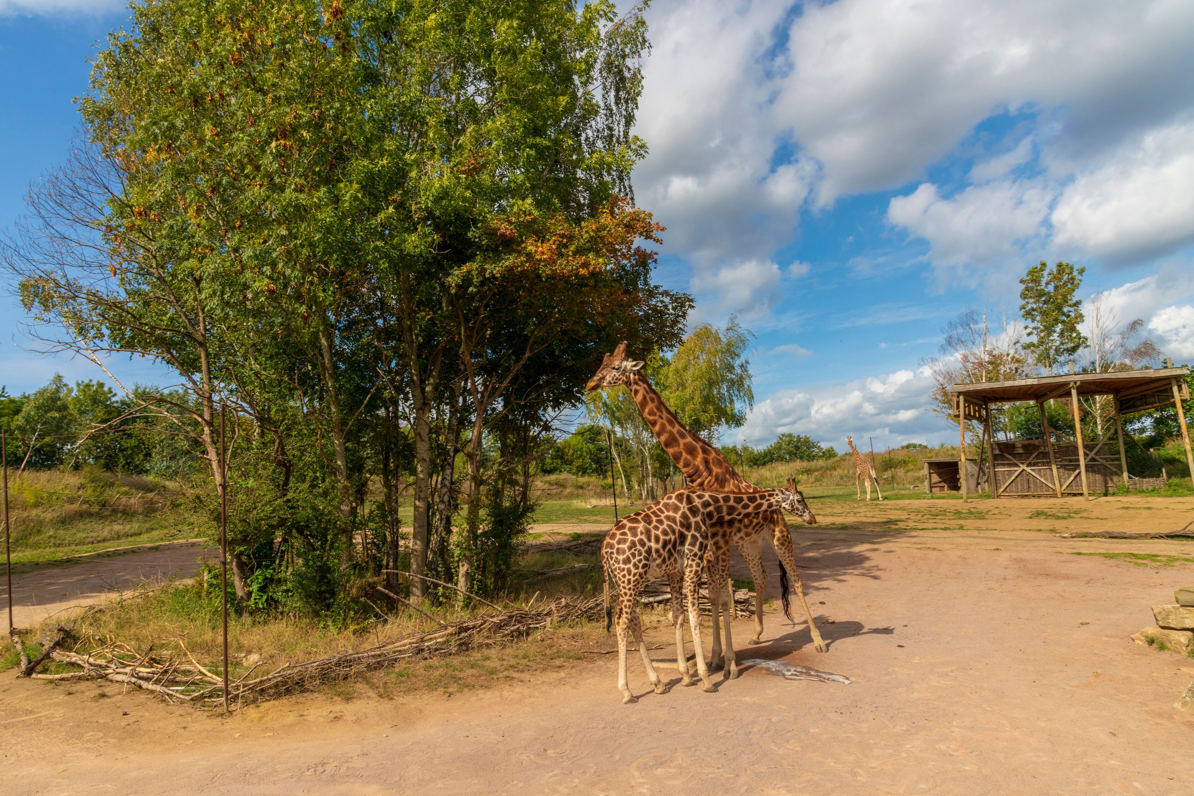 Giraffes In A Safari Park