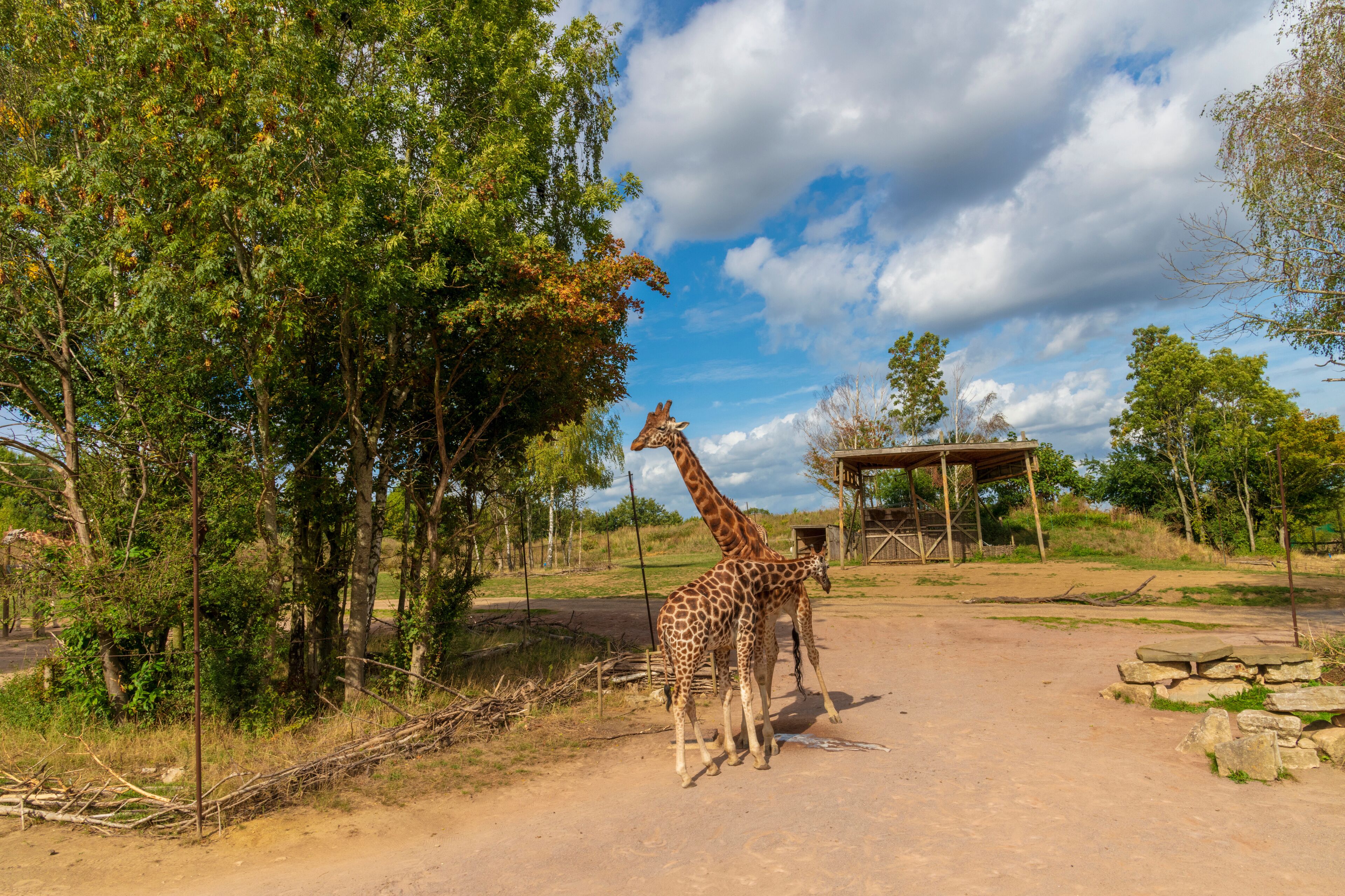Giraffes In A Safari Park