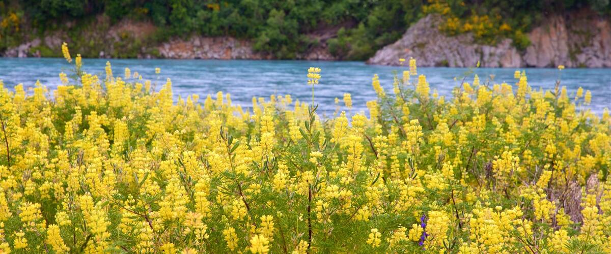 Rakaia Gorge which includes a lake or waterhole and wildflowers