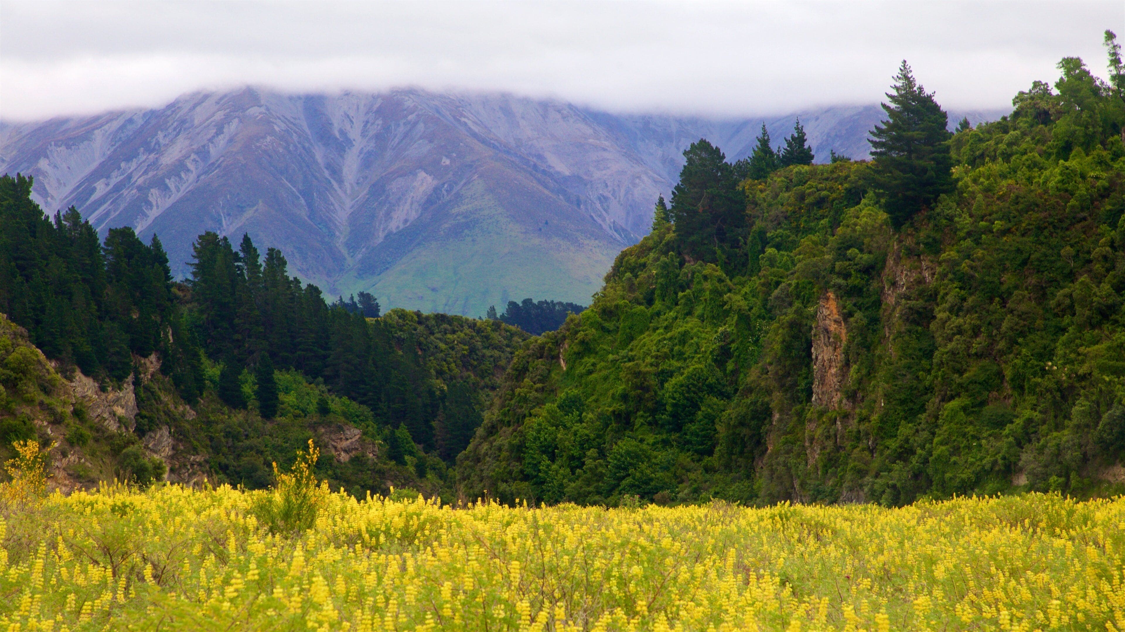ラカイア渓谷 どの含み 霞あるいは霧, 静かな風景 と 野花