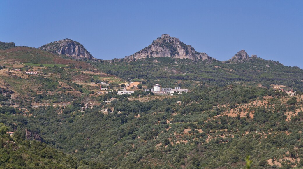 Vinery, Jerzu, Ogliastra, Sardinia, Italy