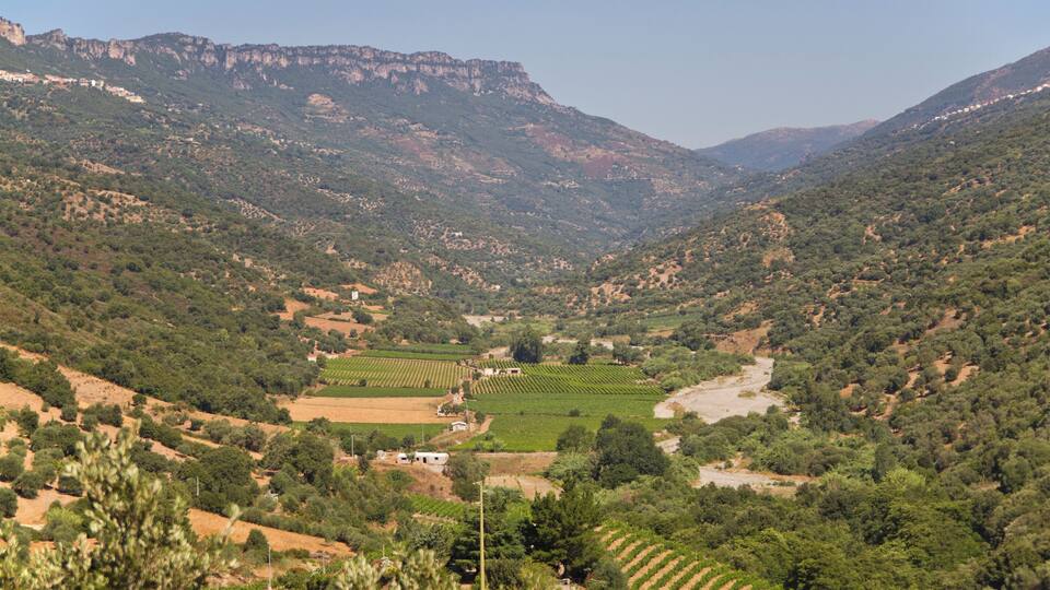 A valley with terraced vineyards, a river, and mountains in the background.
