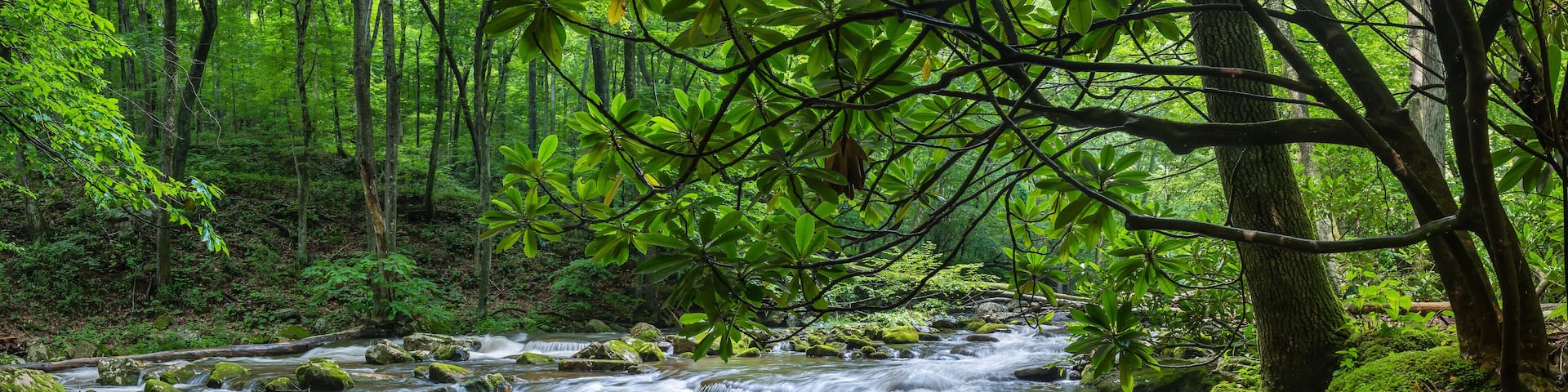 Rapids on Little Stony Creek near Pembroke, Virginia, from along the Cascades National Recreational Trail.