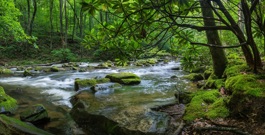 A forest stream with moss-covered rocks and dense green foliage.