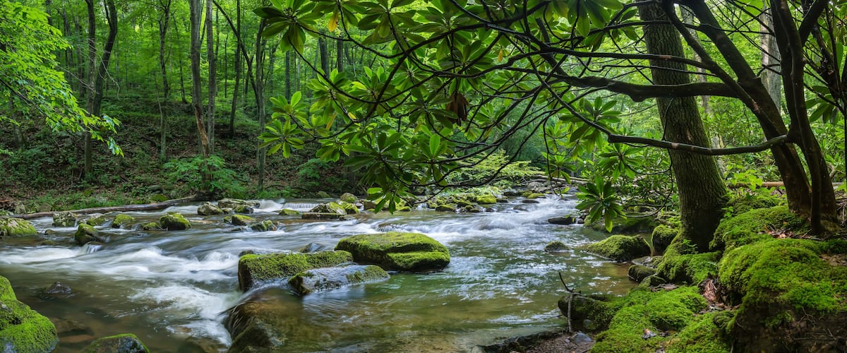 A forest stream with moss-covered rocks and dense green foliage.