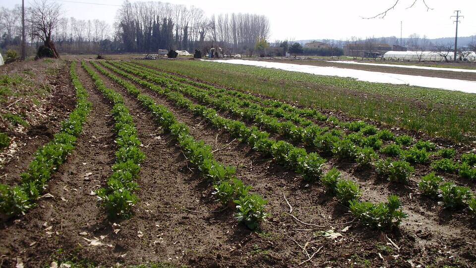 A field with rows of young plants, possibly a vegetable garden, with a snow-covered area in the background and bare trees.
