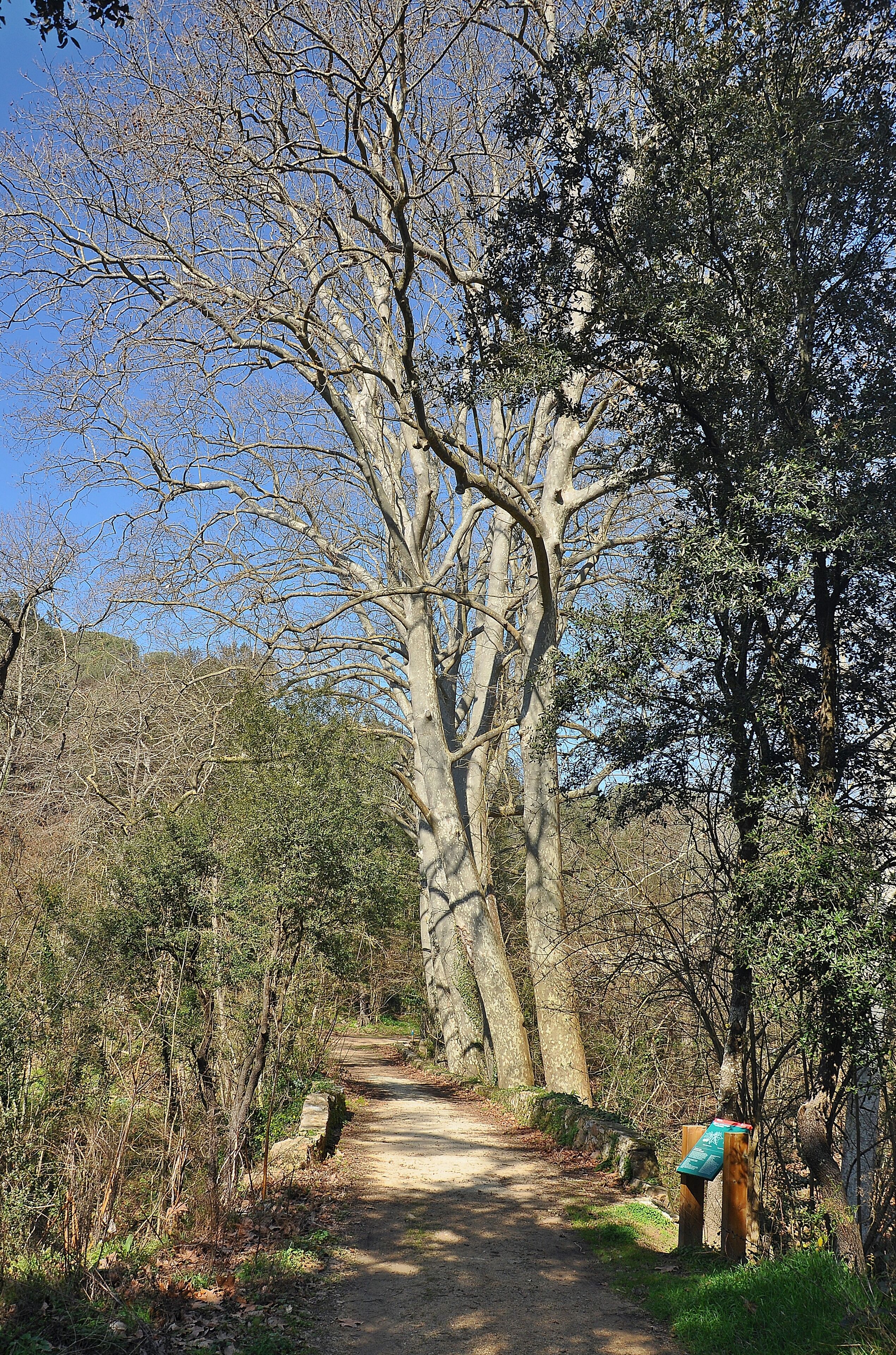 Sant Celoni-Valles Oriental 2017
