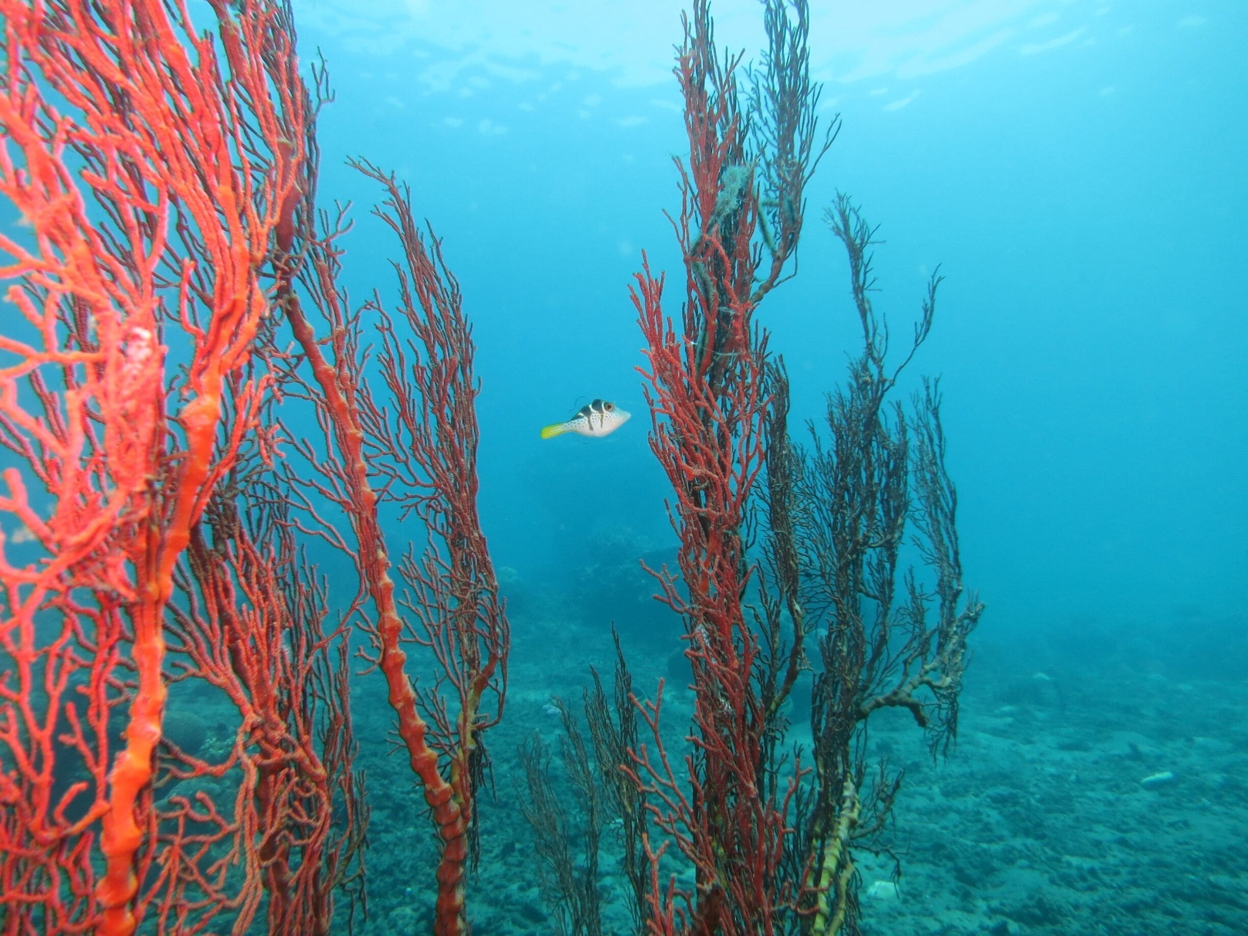 A diver exploring a vibrant coral reef with red and brown corals and a fish swimming nearby.